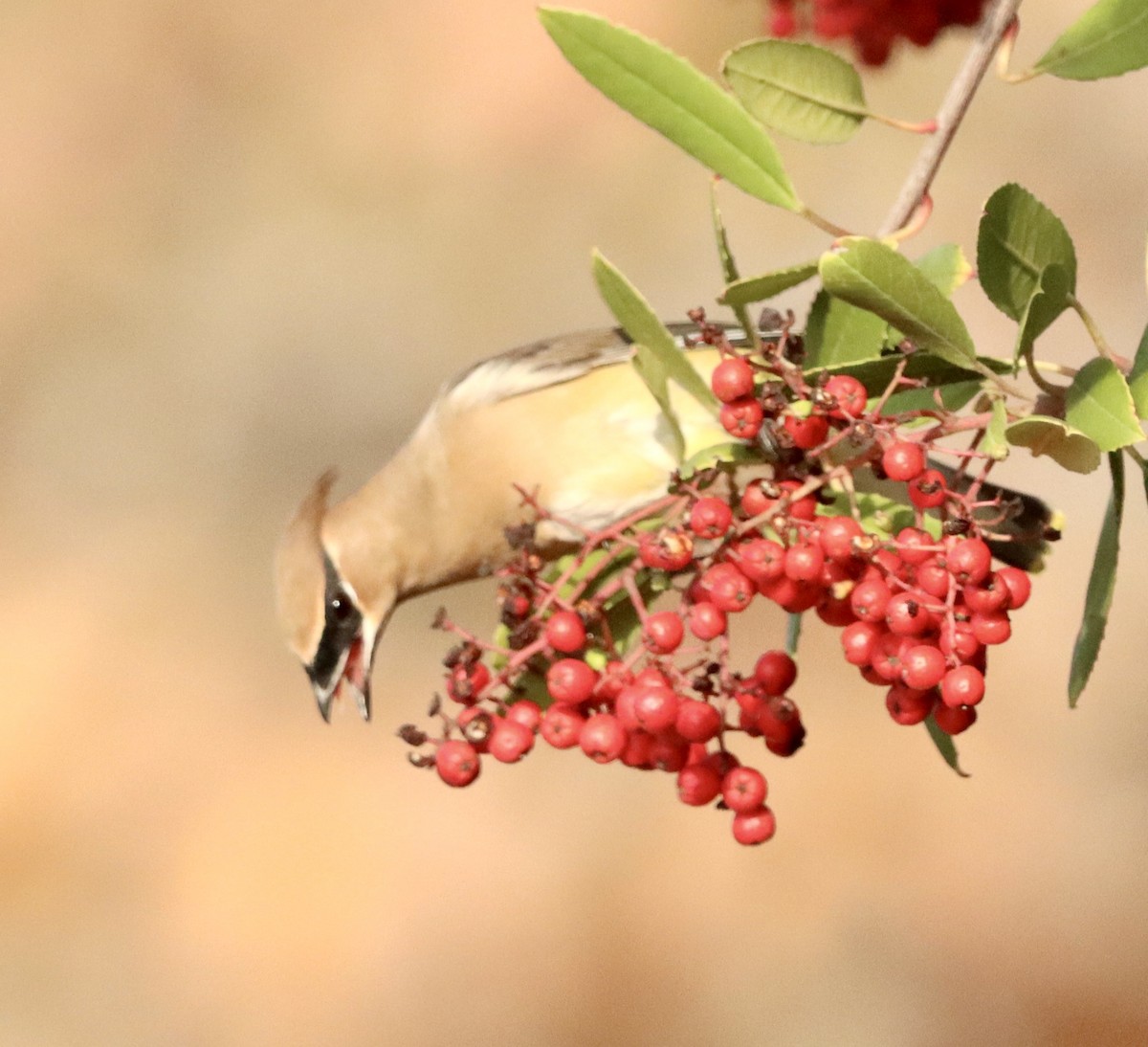 Cedar Waxwing - ML647391600