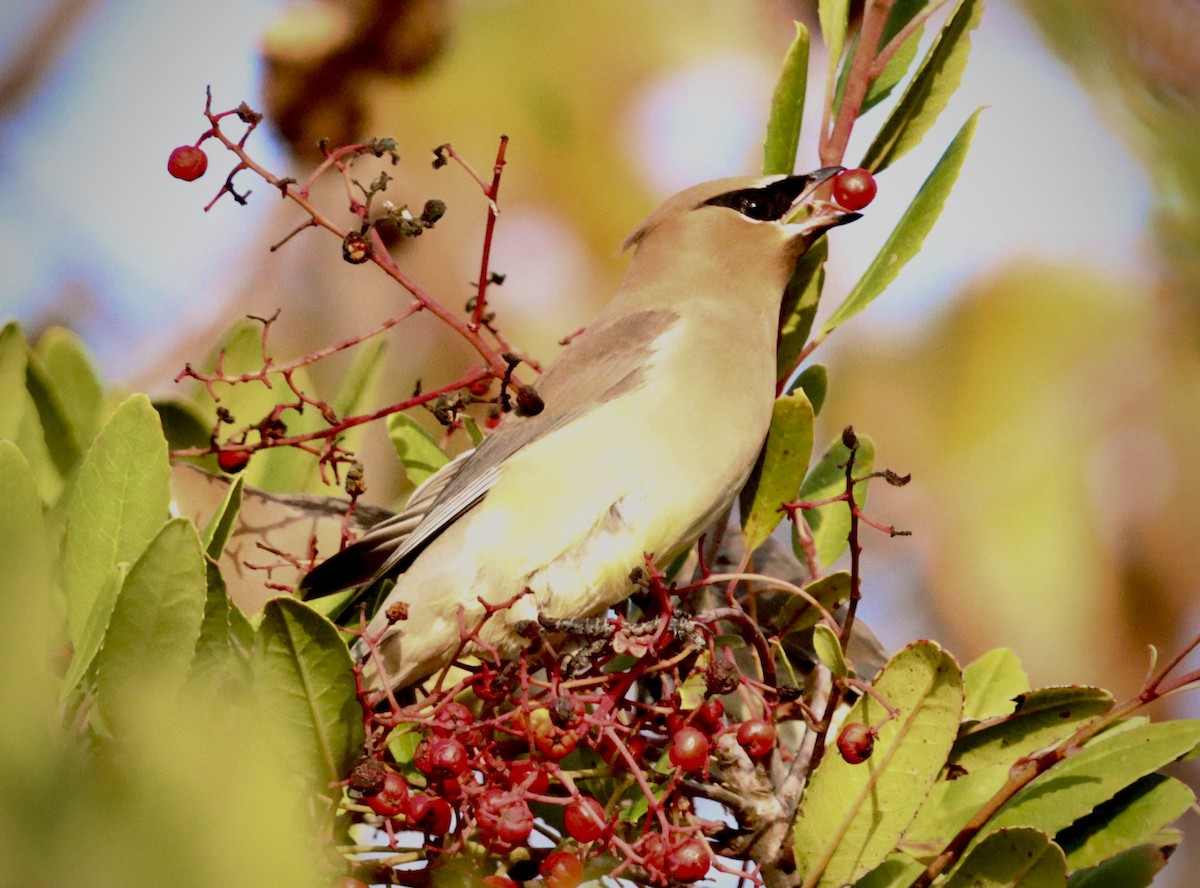 Cedar Waxwing - ML647391601