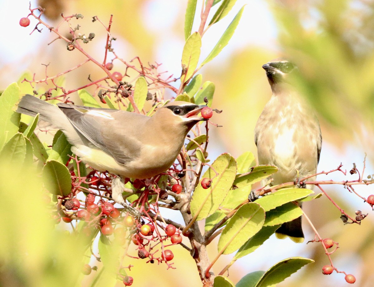 Cedar Waxwing - ML647391602