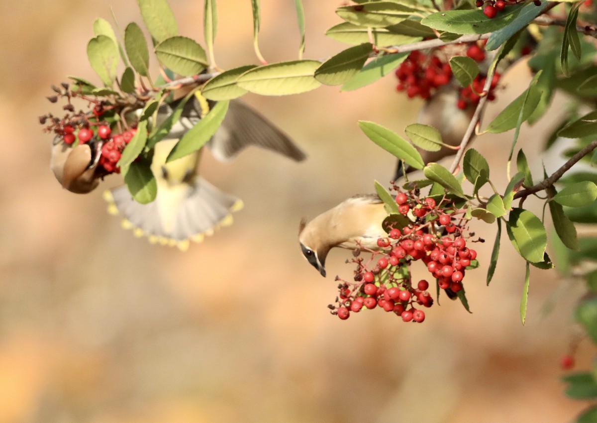 Cedar Waxwing - ML647391603