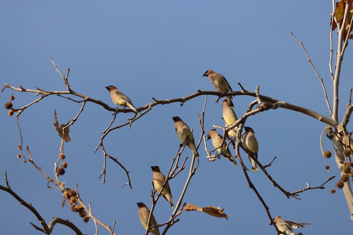 Cedar Waxwing - ML647391604