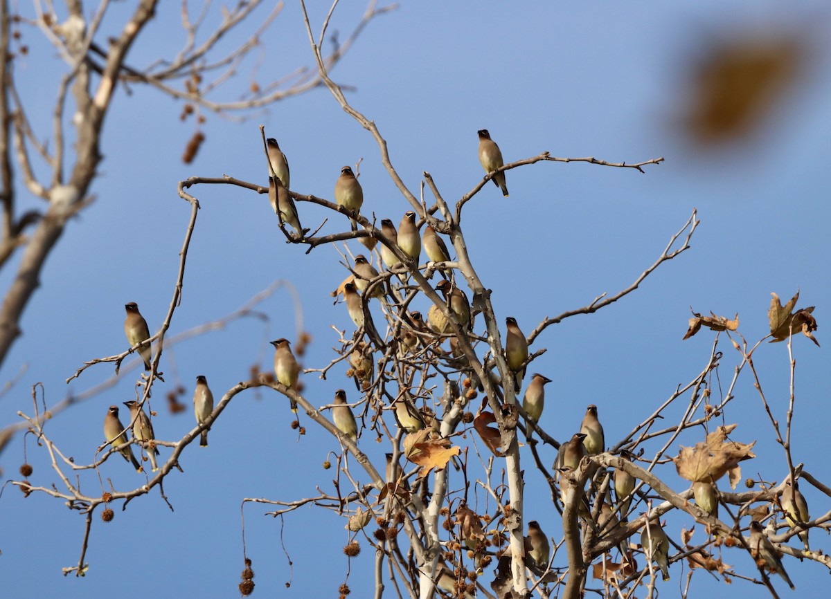 Cedar Waxwing - ML647391605