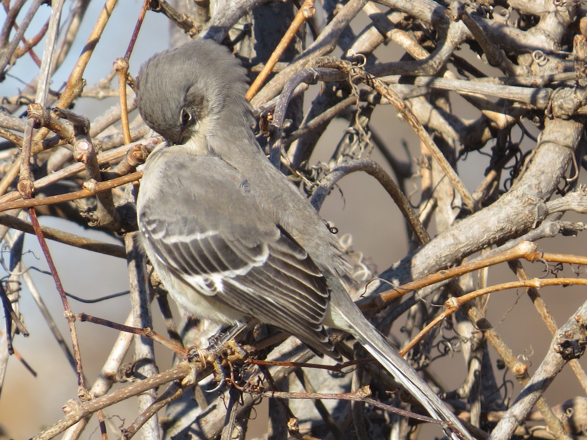 Northern Mockingbird - ML647391606