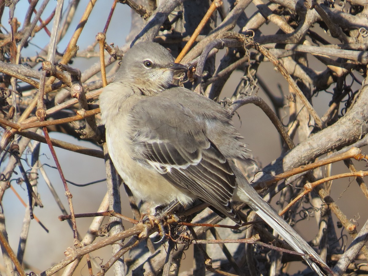 Northern Mockingbird - ML647391607