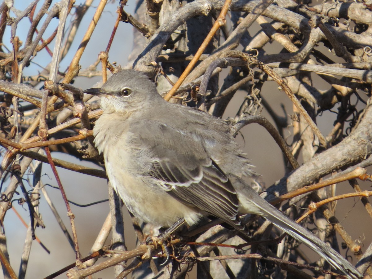 Northern Mockingbird - ML647391608