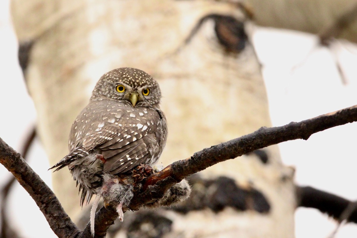 Northern Pygmy-Owl - ML647391611