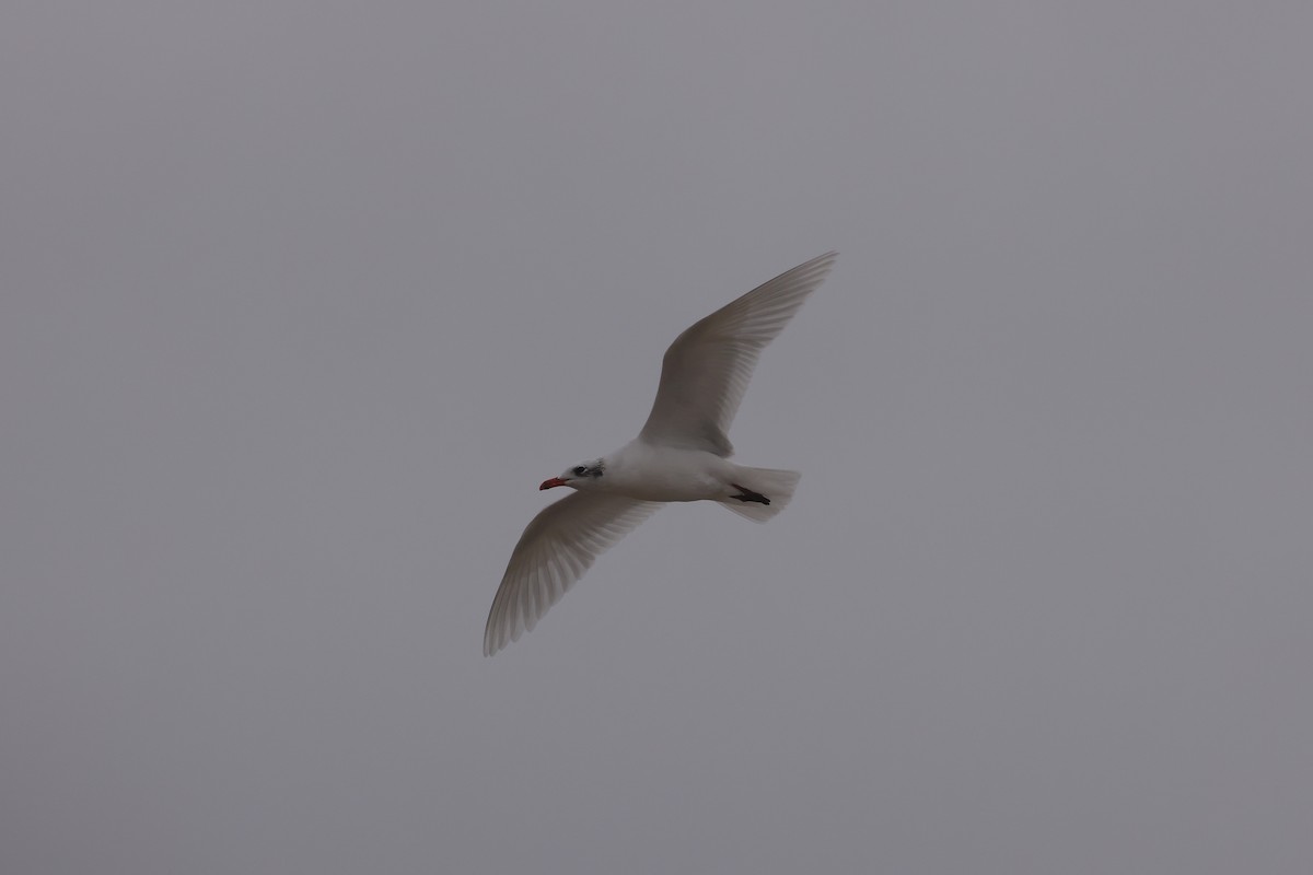 שחף שחור-ראש - ML647391614