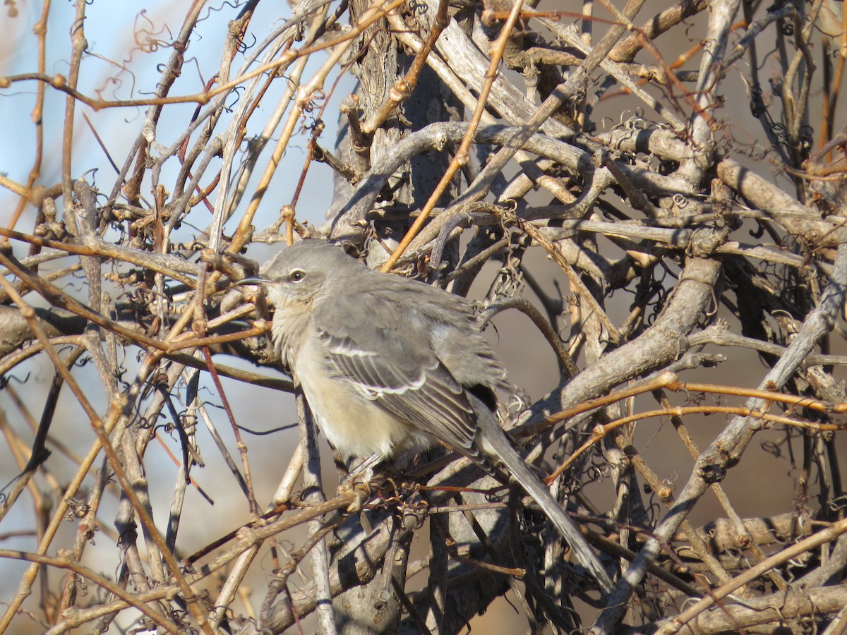 Northern Mockingbird - ML647391616