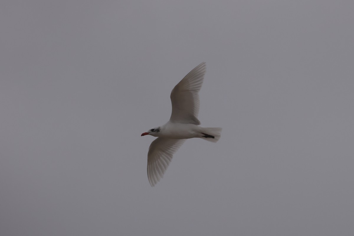 שחף שחור-ראש - ML647391621