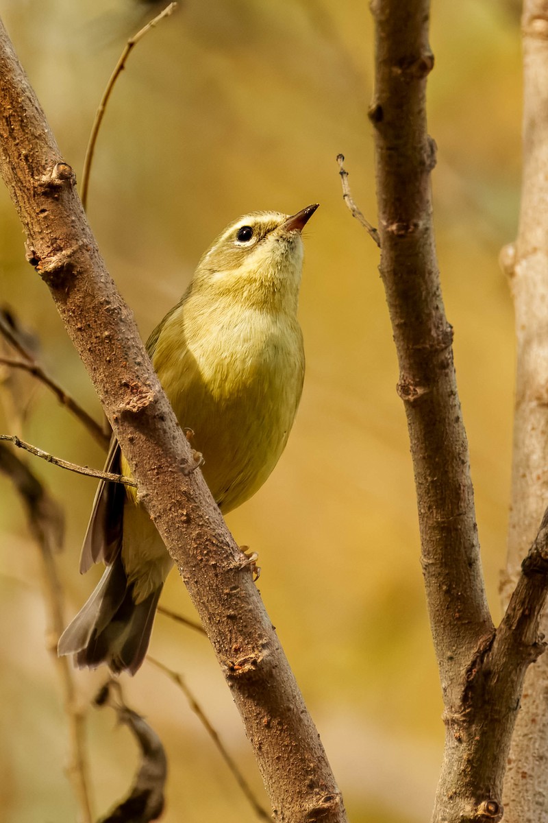 Black-throated Blue Warbler - ML647391623