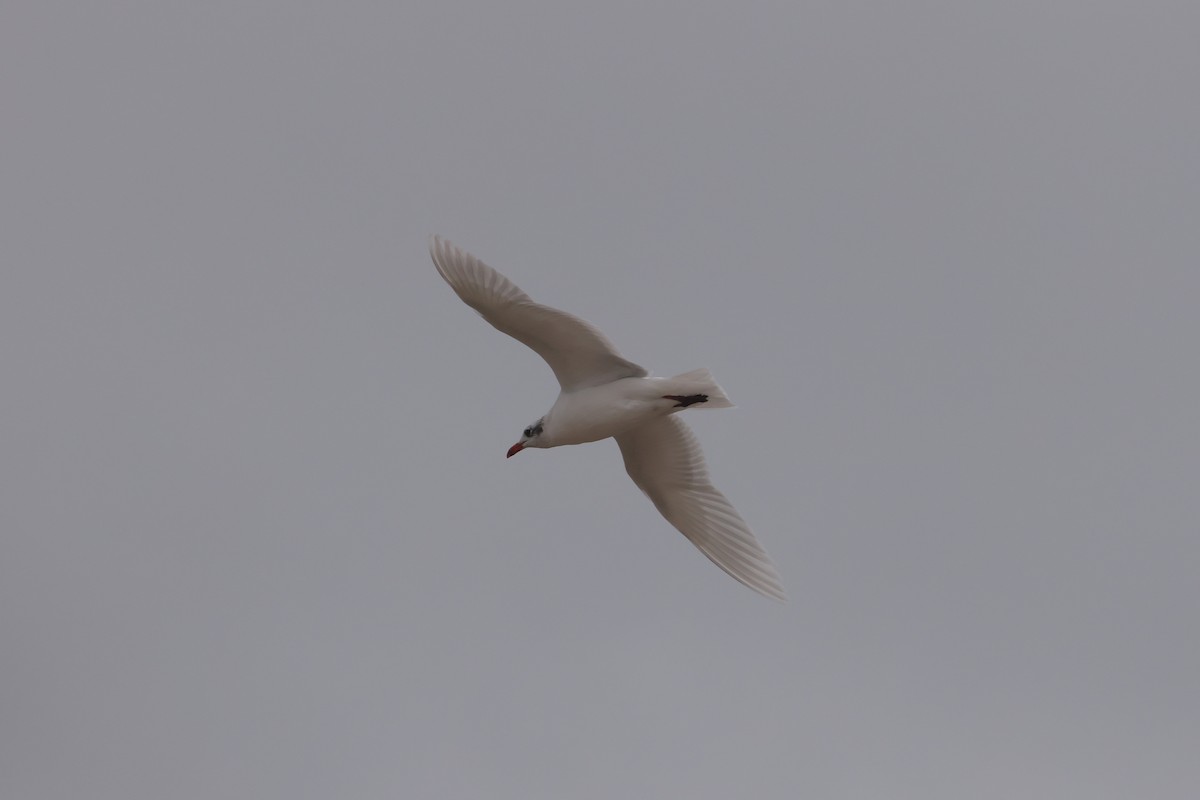 שחף שחור-ראש - ML647391626