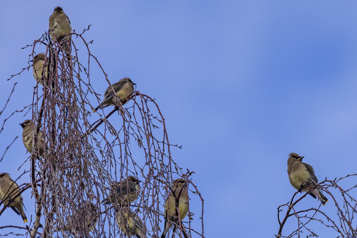 Cedar Waxwing - ML647391630