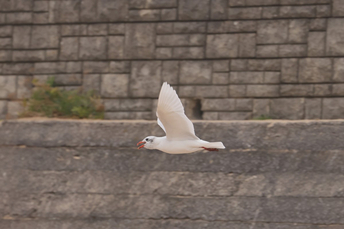 שחף שחור-ראש - ML647391631