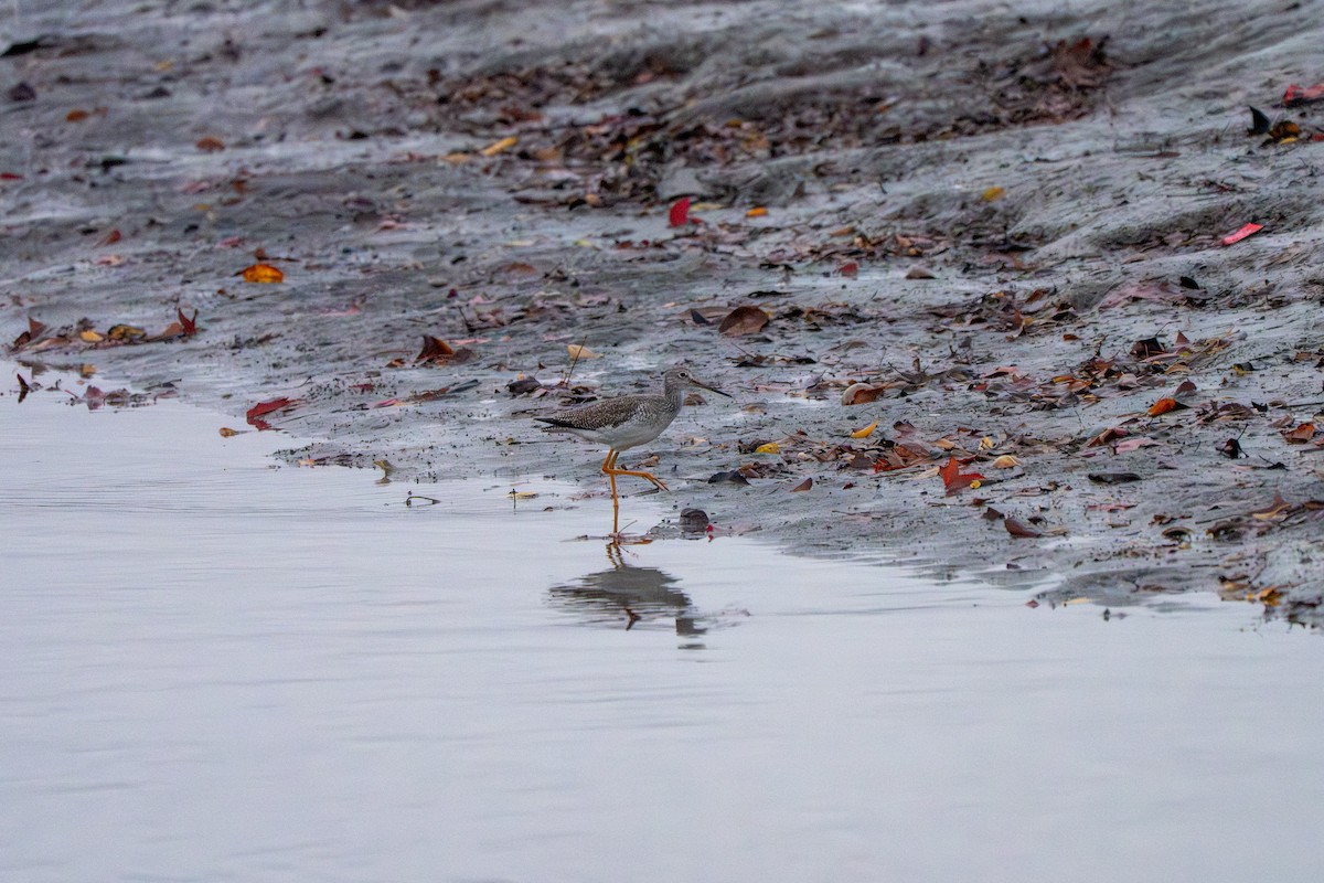 Greater Yellowlegs - ML647391636