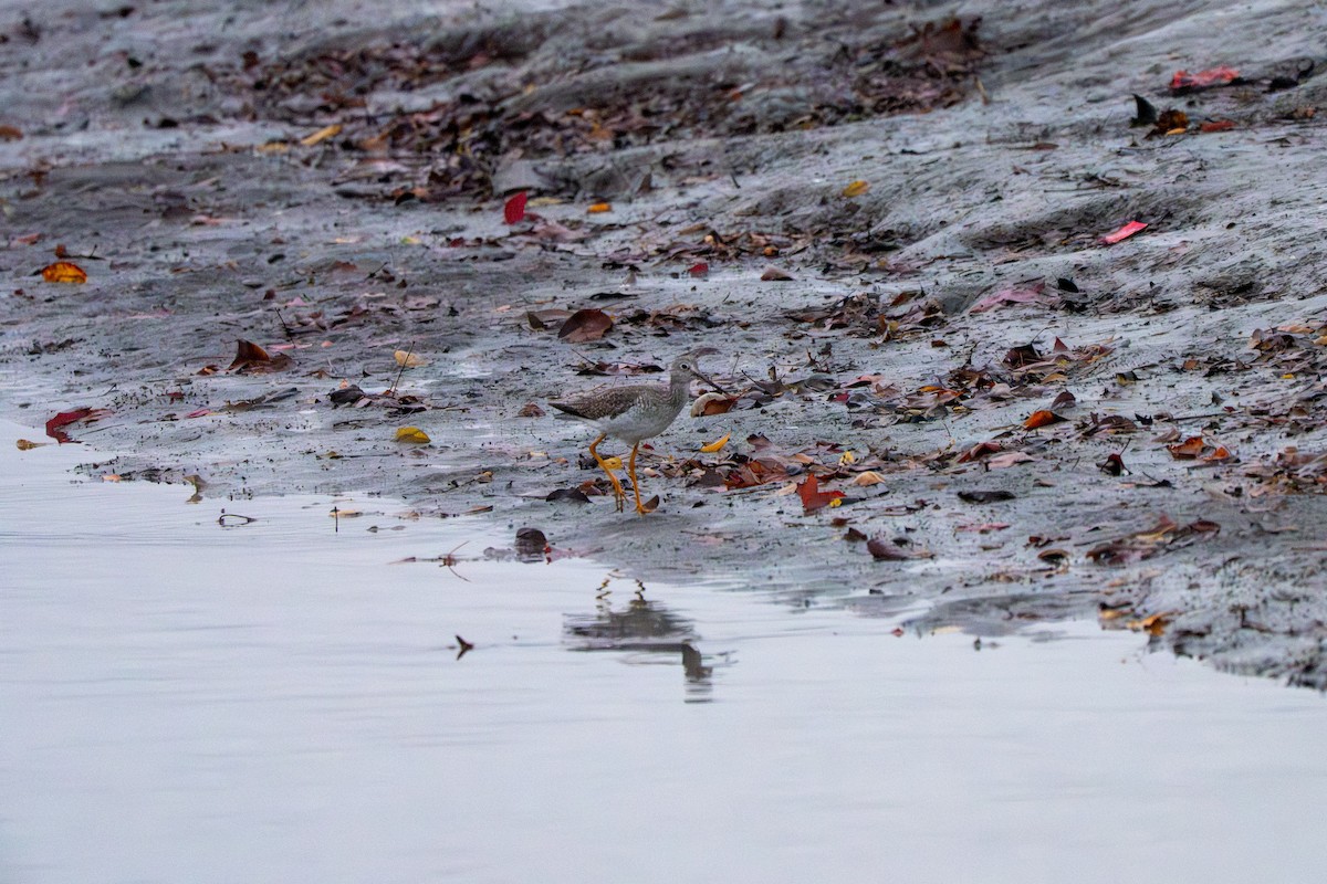 Greater Yellowlegs - ML647391637