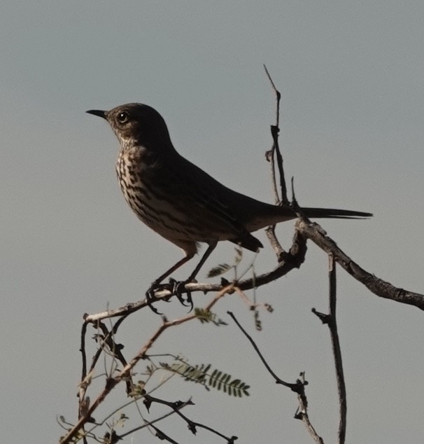 Sage Thrasher - ML647391644