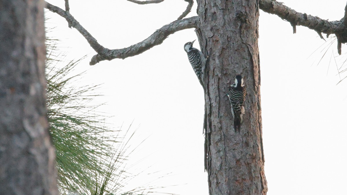 Pico de Florida - ML647391662