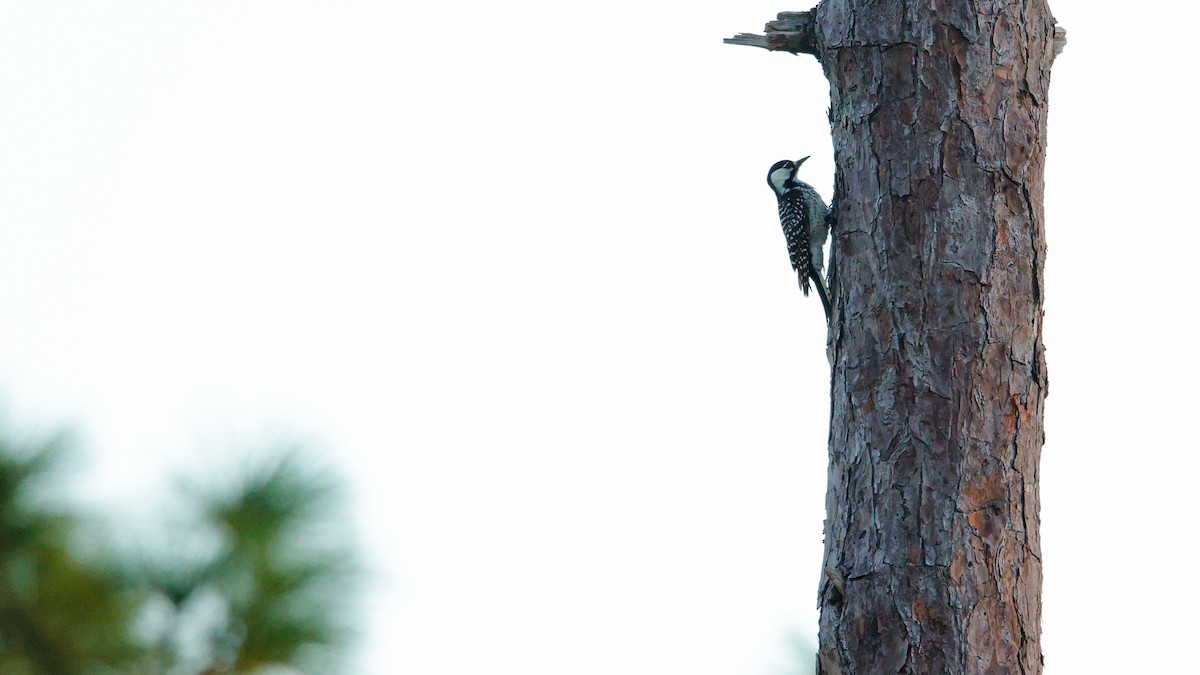 Pico de Florida - ML647391664