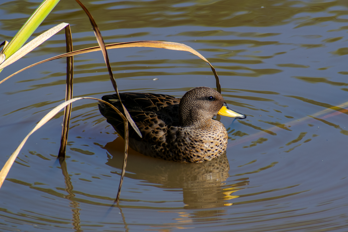 Yellow-billed Teal - ML647391681