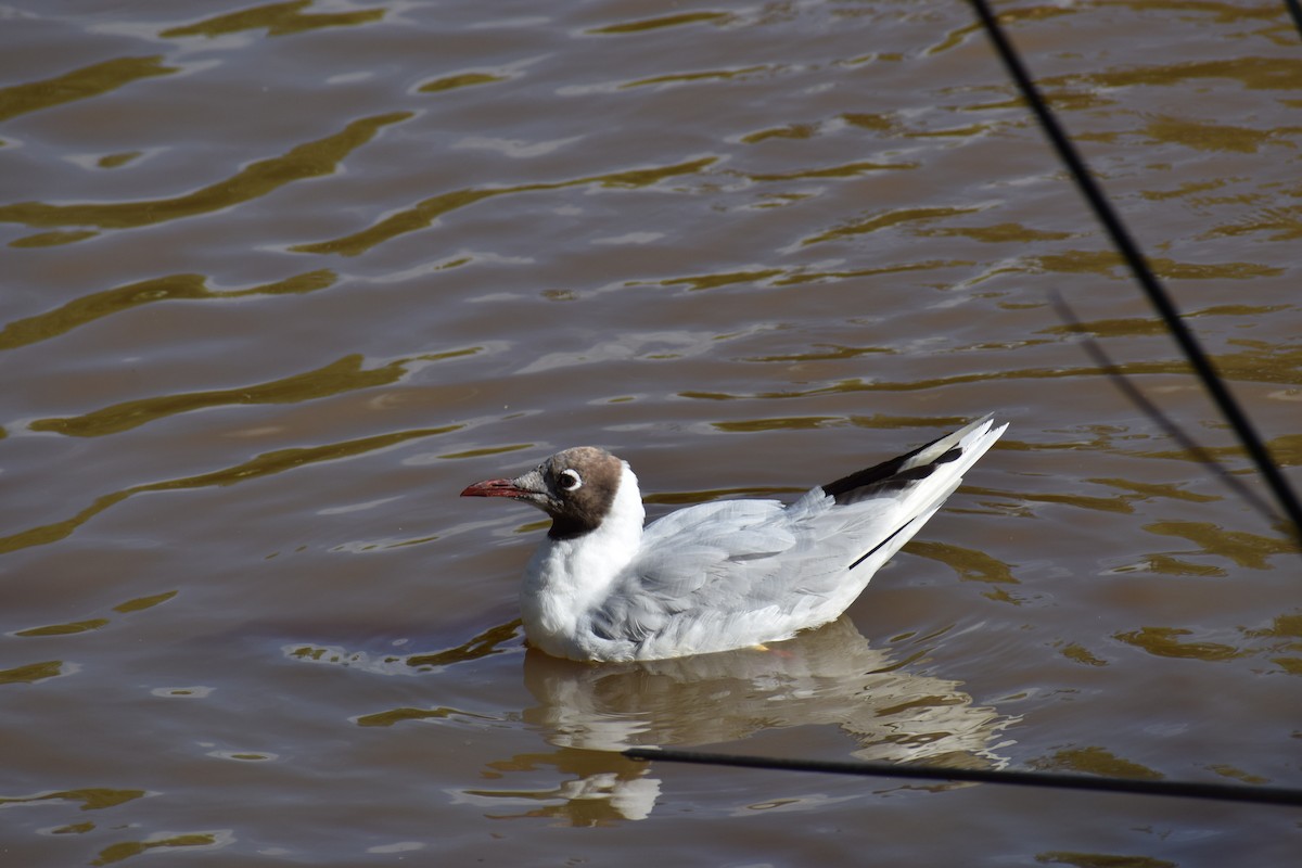 Brown-hooded Gull - ML647391694