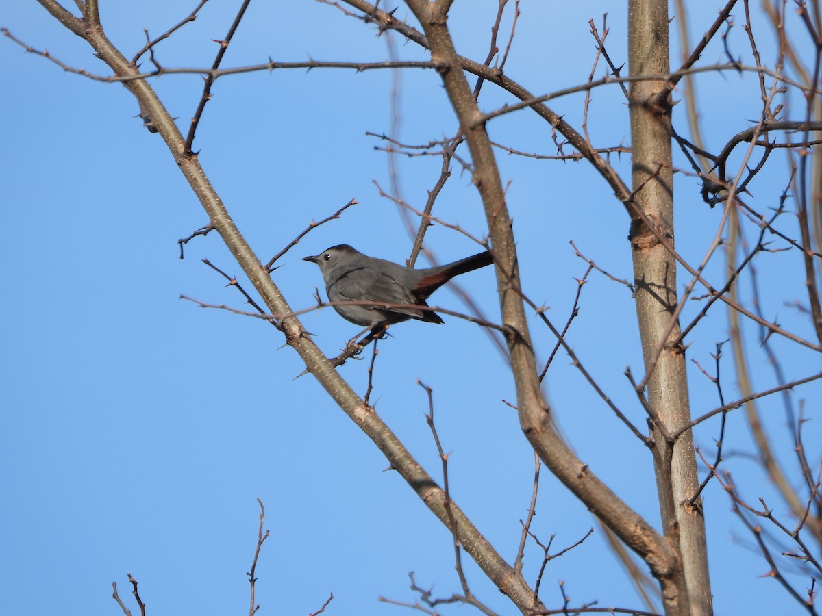 Пересмішник сірий - ML647391708