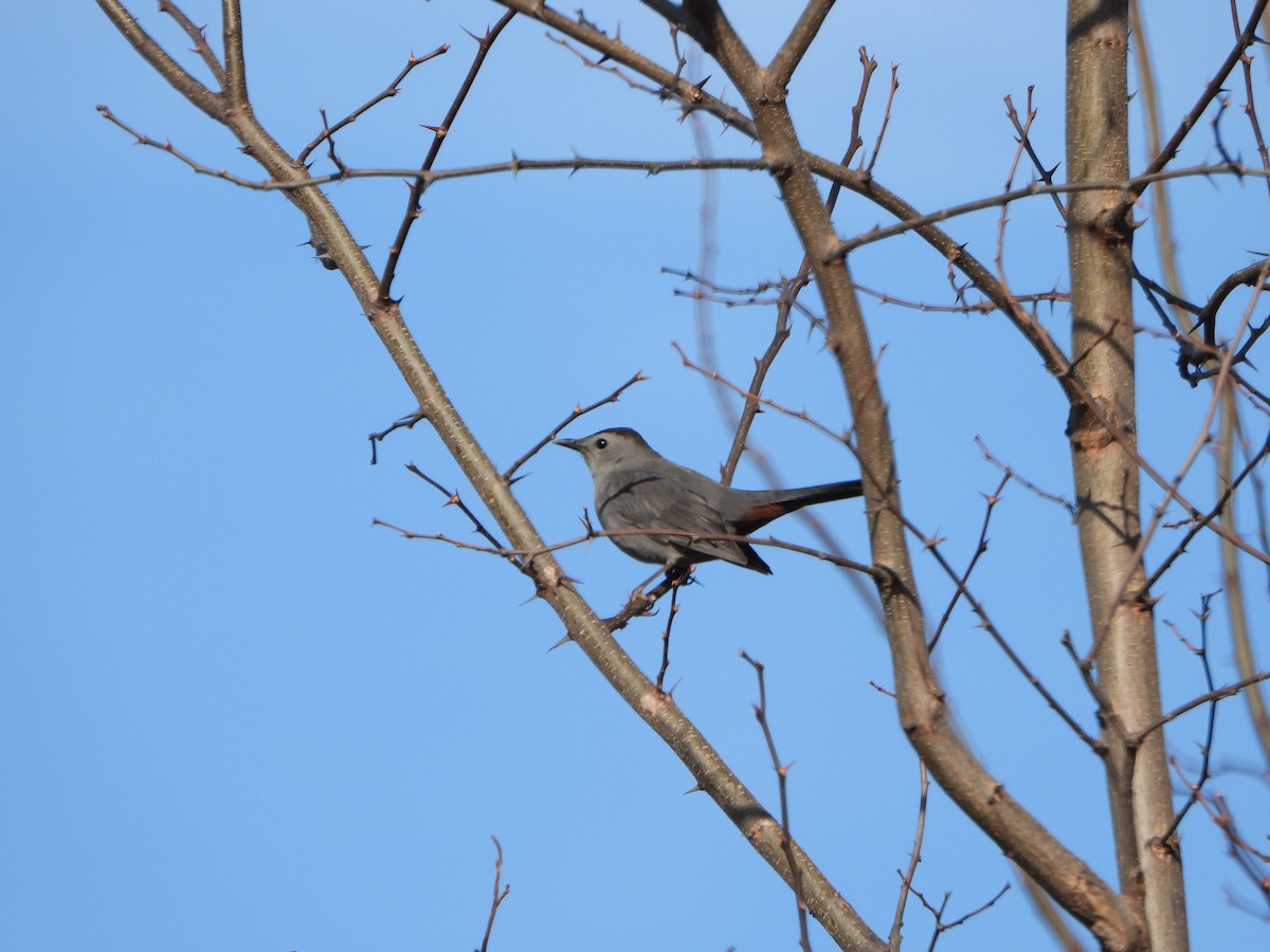 Пересмішник сірий - ML647391709