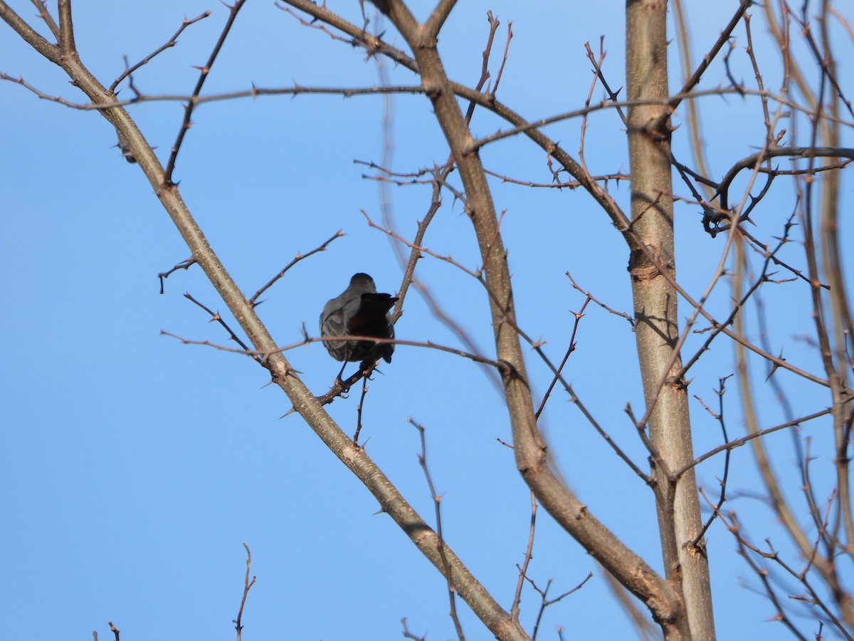 Пересмішник сірий - ML647391710