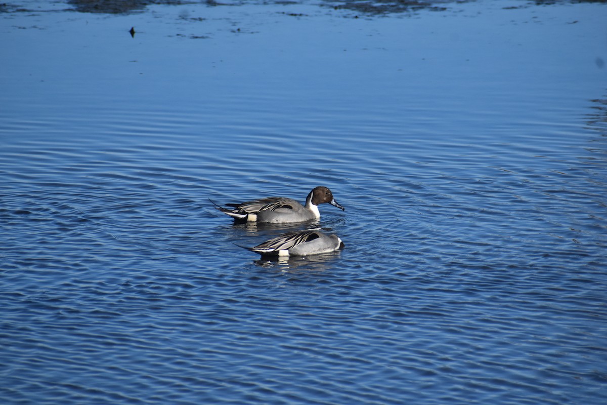 尖尾鴨 - ML647391717