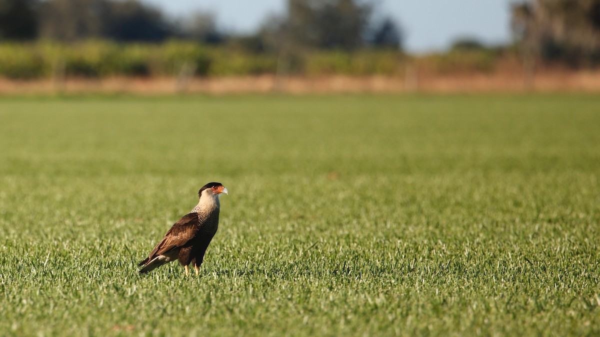 Caracara Carancho - ML647391735