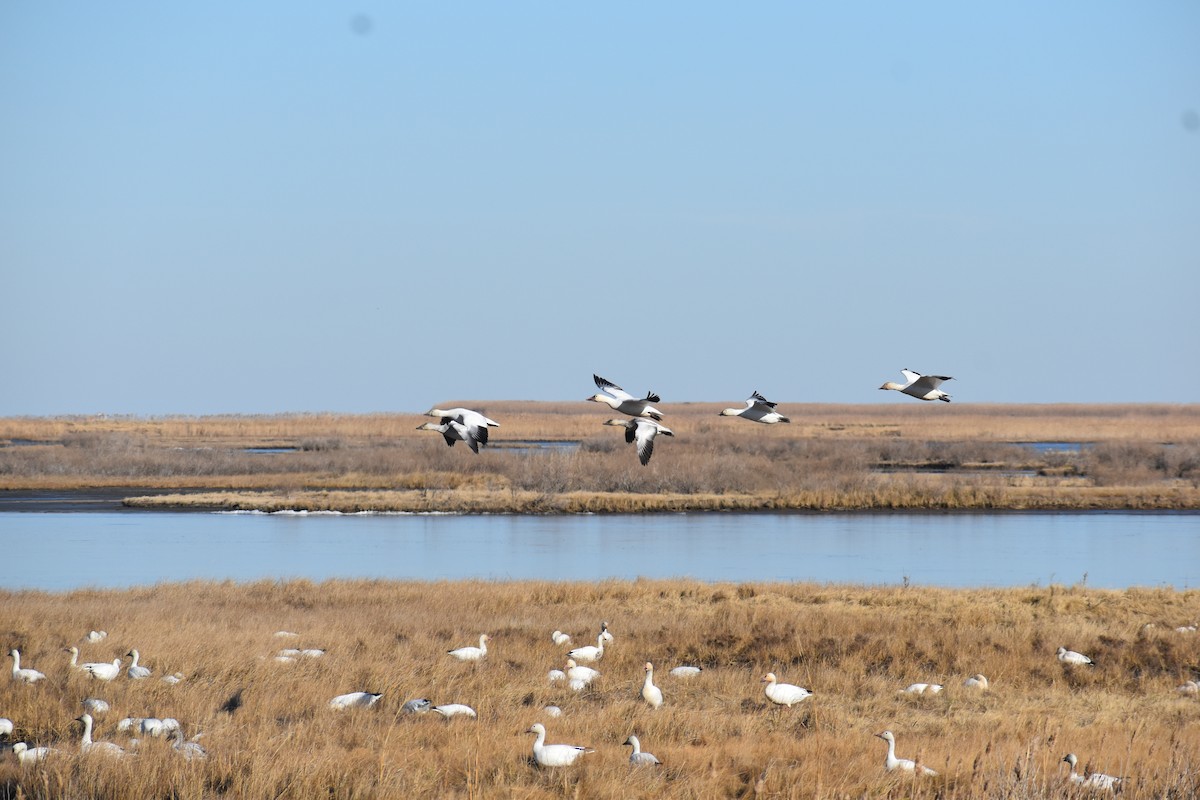 Snow Goose - ML647391738