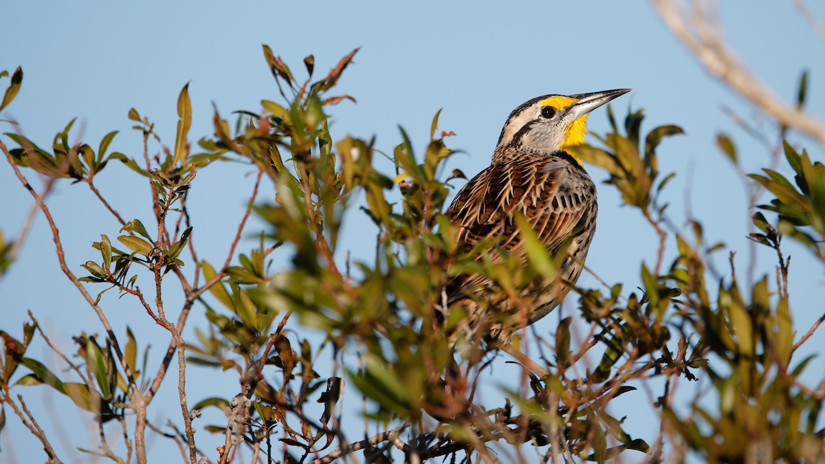 Pradero Oriental - ML647391739