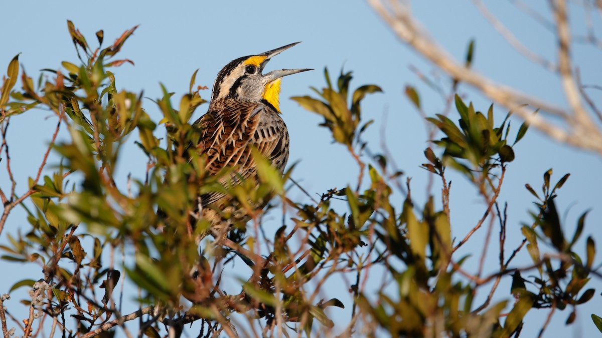 Pradero Oriental - ML647391740