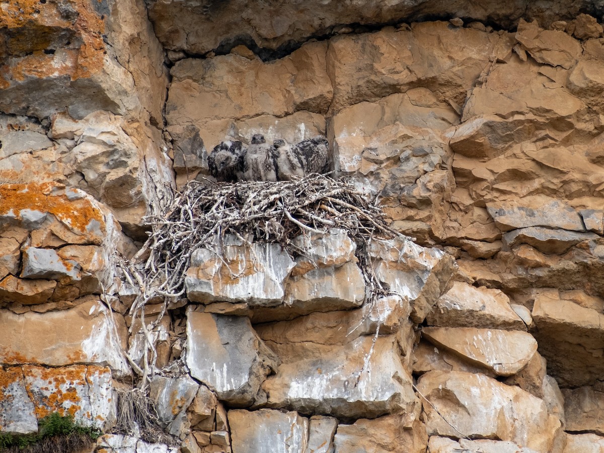 Gyrfalcon - ML647391750