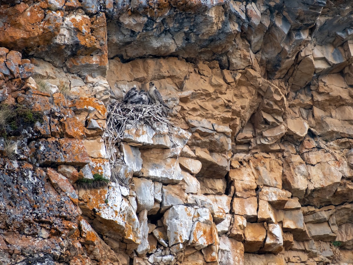 Gyrfalcon - ML647391751