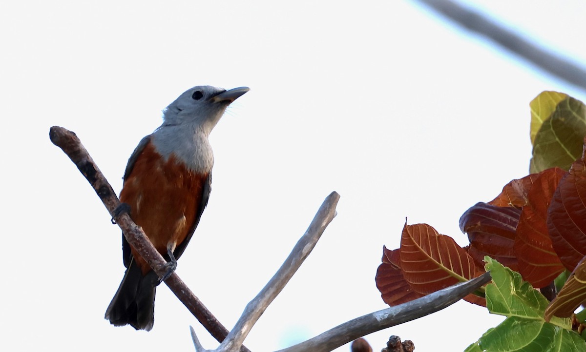 ハイイロカササギビタキ - ML647391767