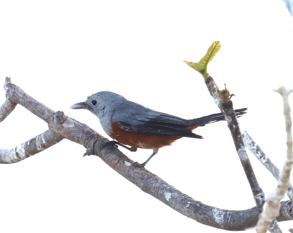 ハイイロカササギビタキ - ML647391768