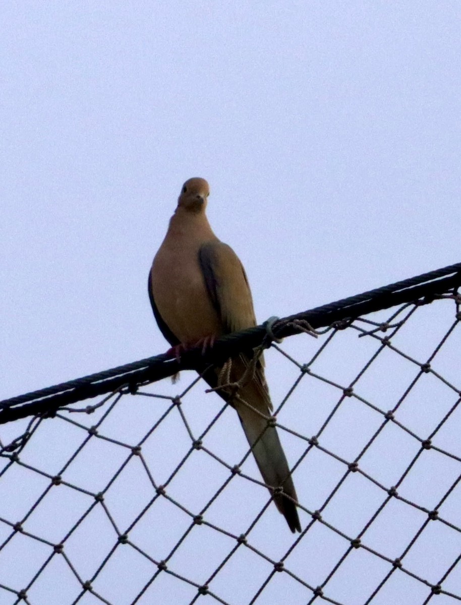 Uzun Kuyruklu Kumru - ML647391775