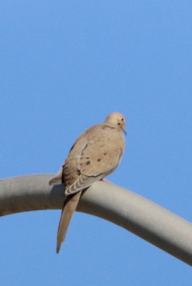 Uzun Kuyruklu Kumru - ML647391776