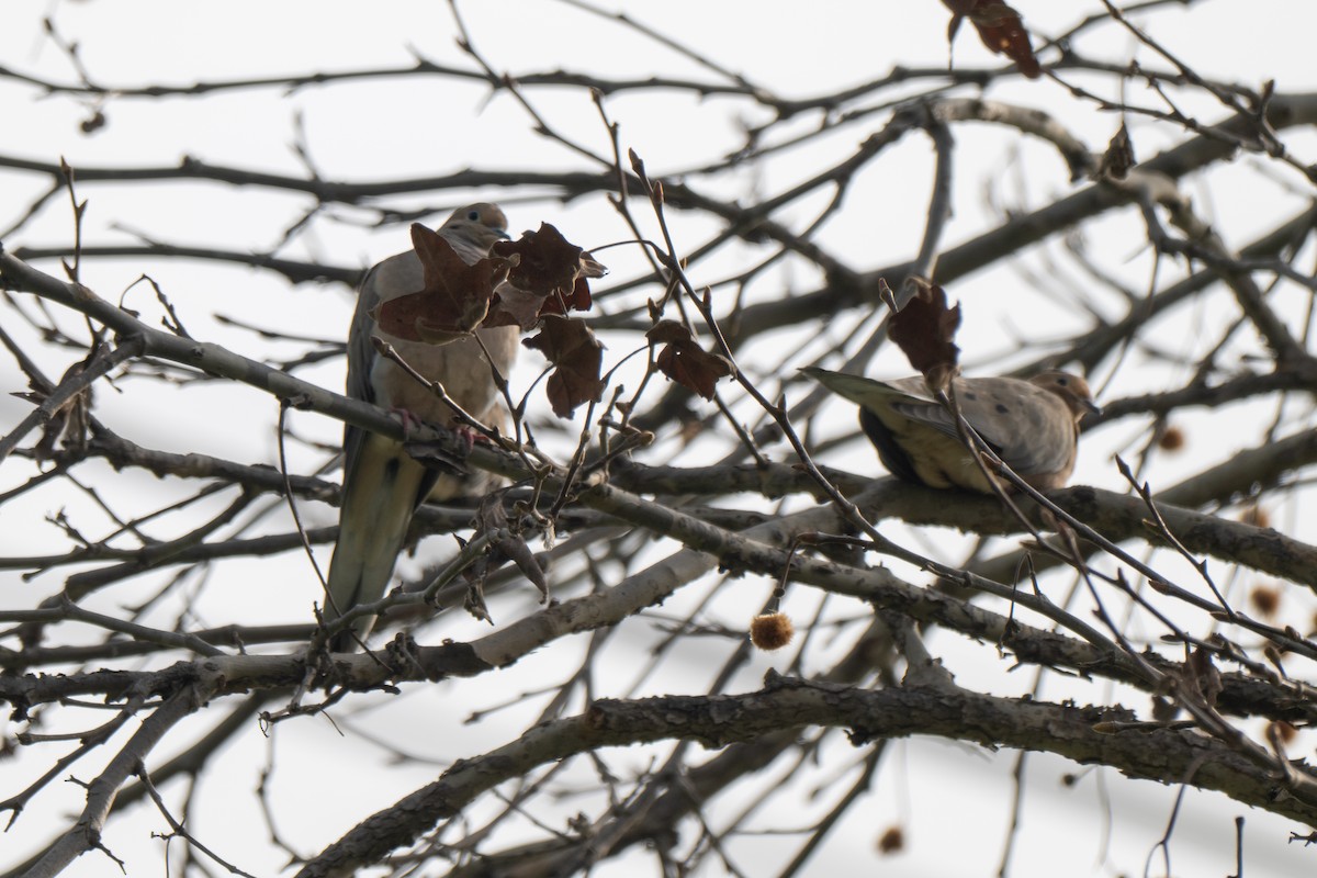 Uzun Kuyruklu Kumru - ML647391832