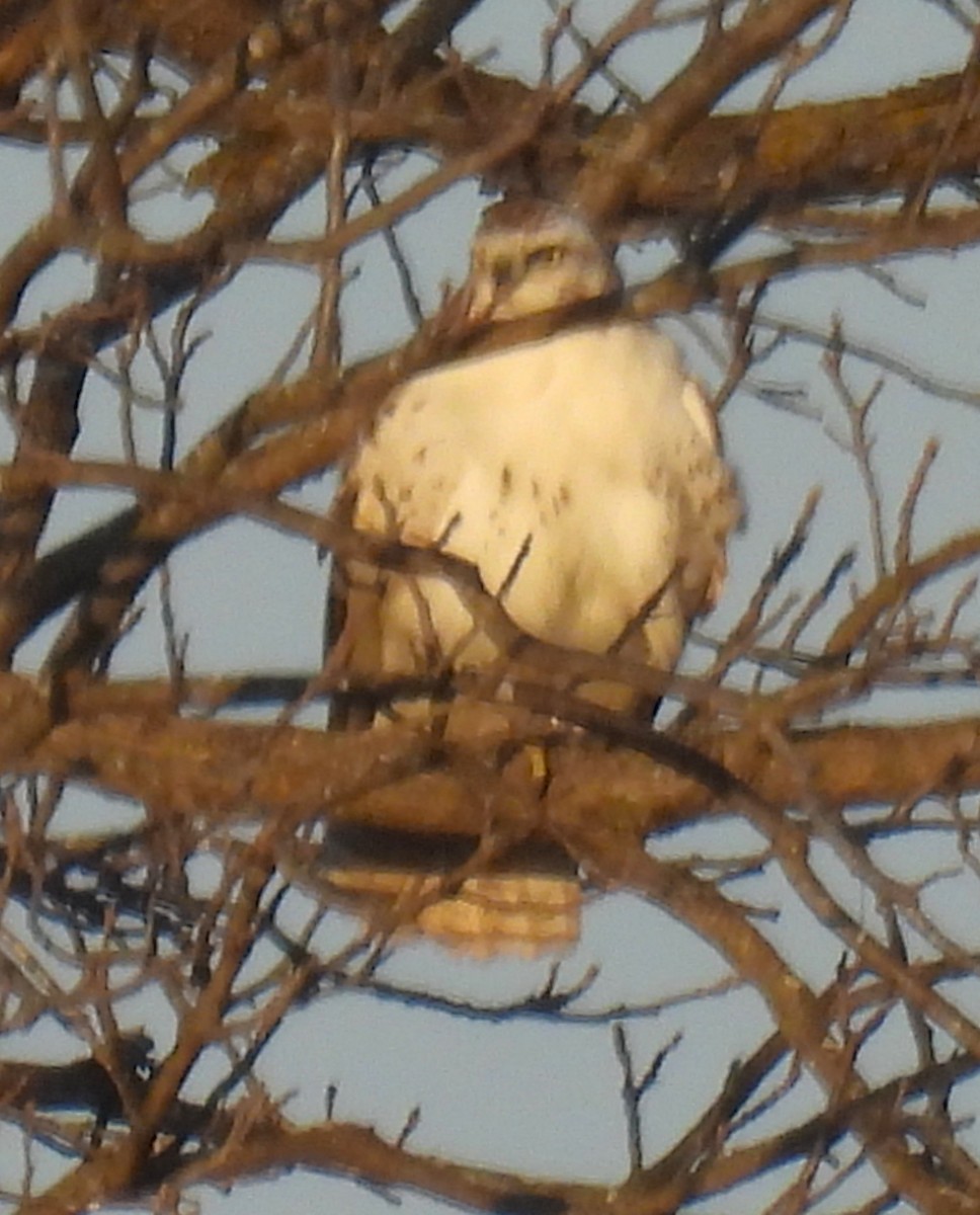 Red-tailed Hawk (Krider's) - ML647391841