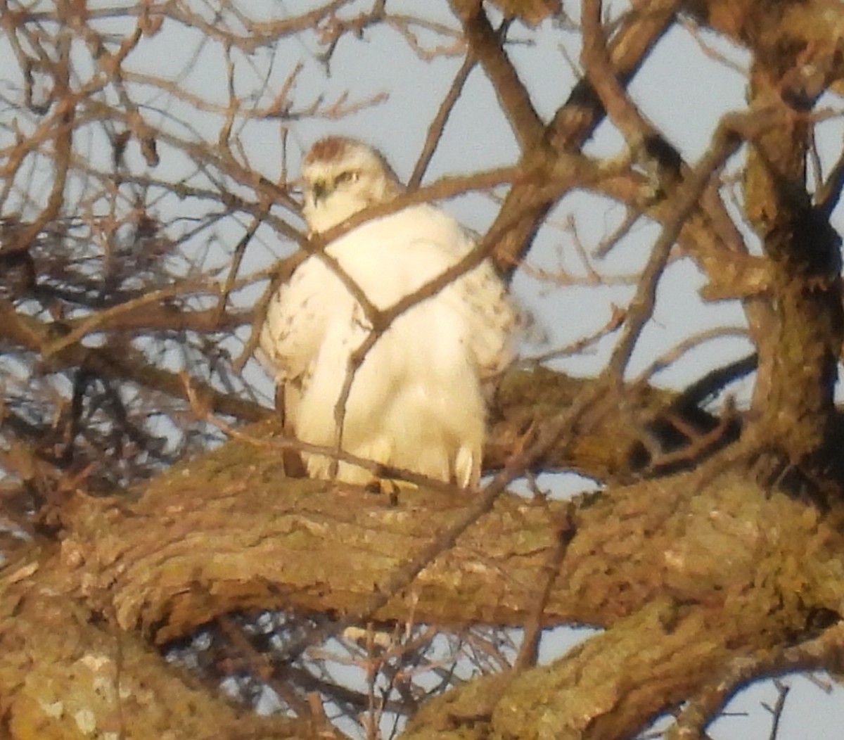 Red-tailed Hawk (Krider's) - ML647391842