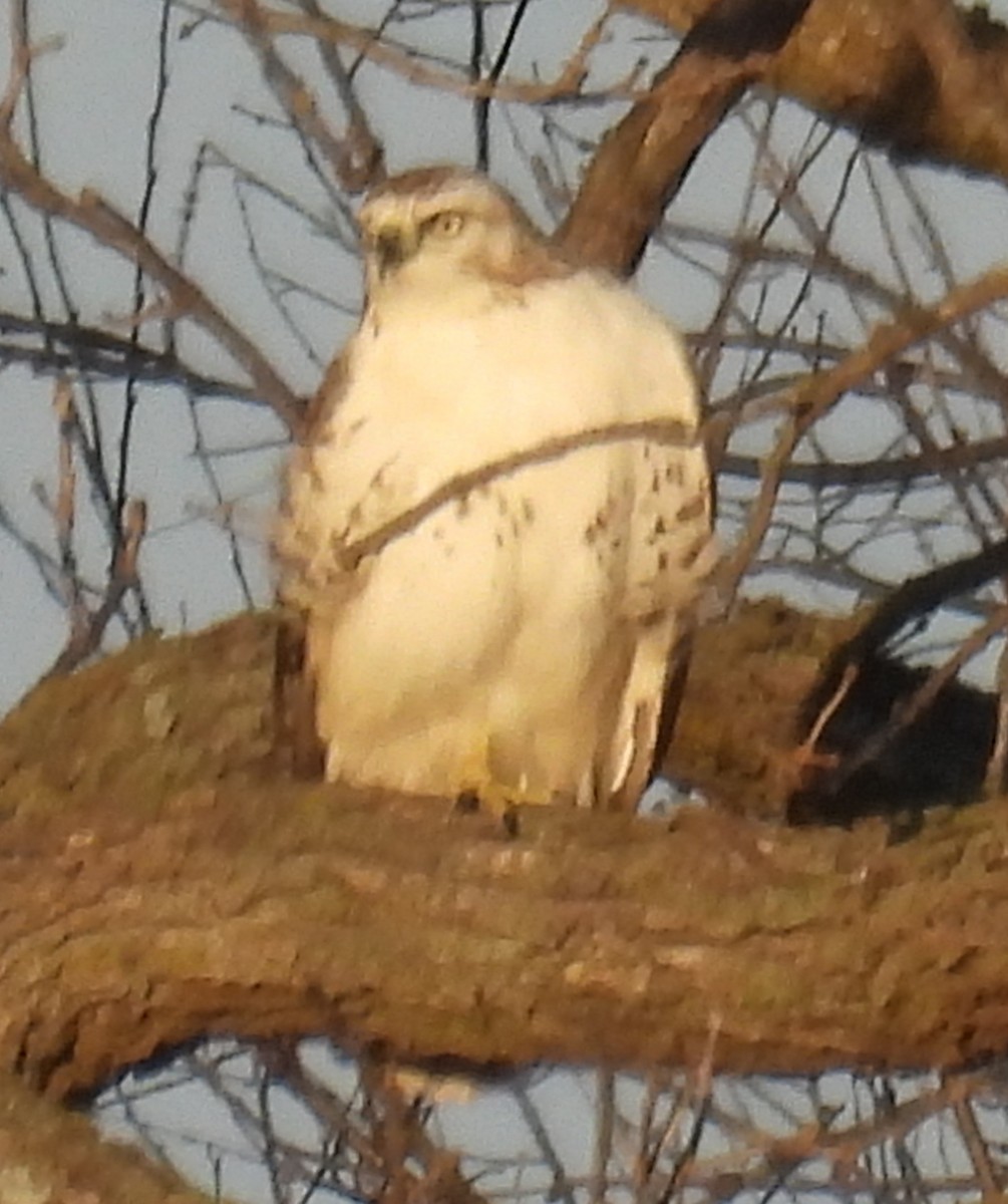 Red-tailed Hawk (Krider's) - ML647391844