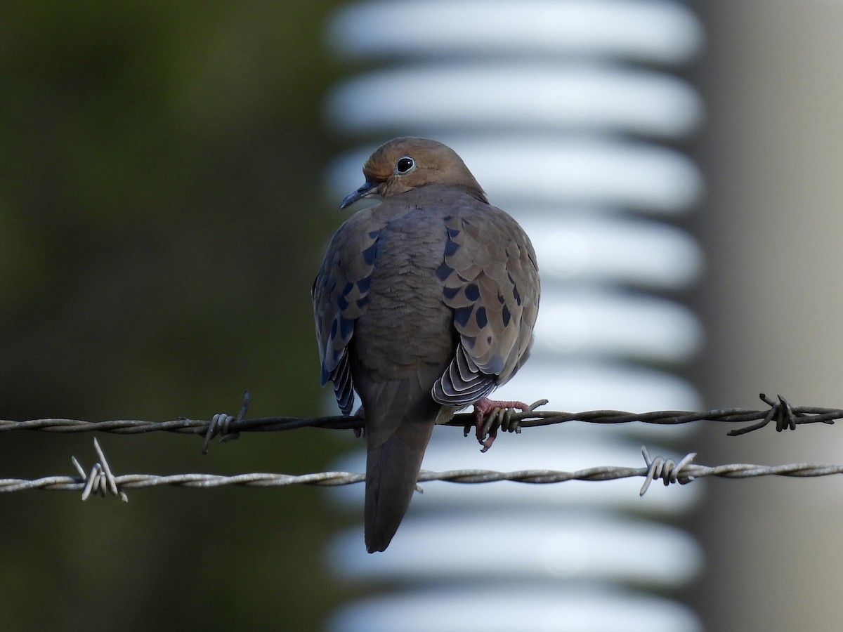 Uzun Kuyruklu Kumru - ML647391851