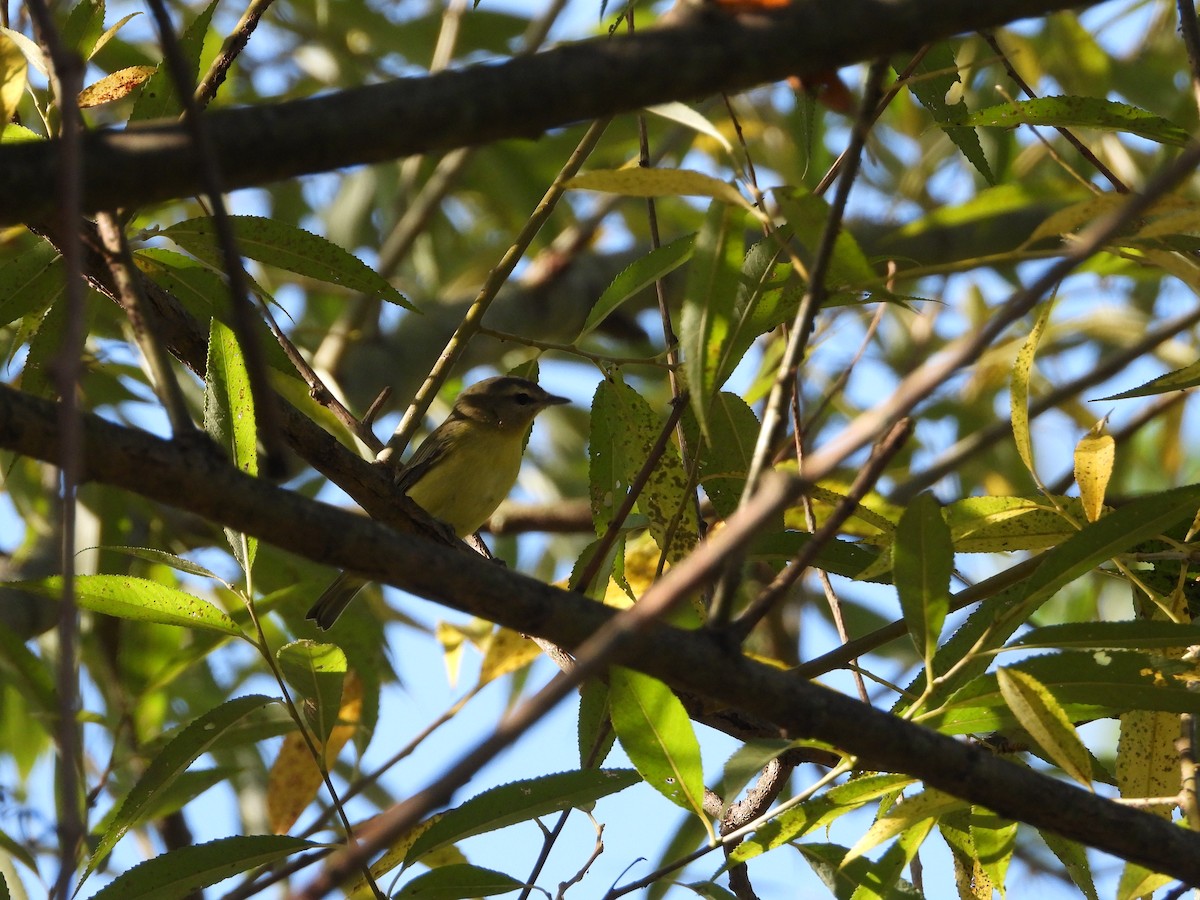 Bireo filadelfiarra - ML647391860