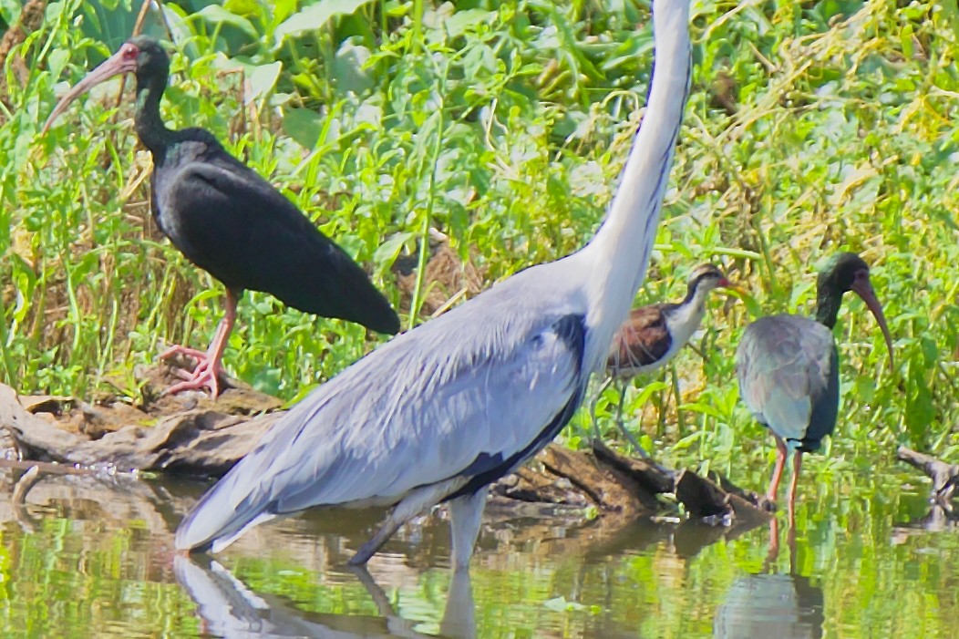 Ibis Afeitado - ML647391865