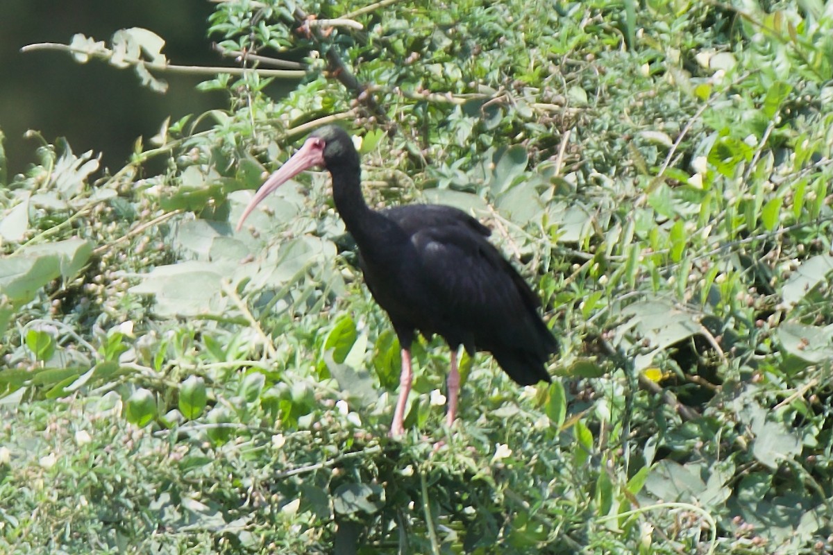 Ibis Afeitado - ML647391866
