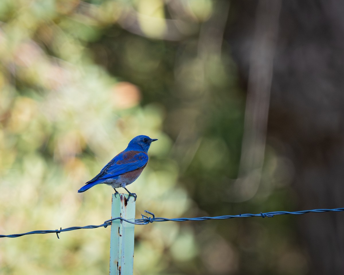Western Bluebird - ML647391876