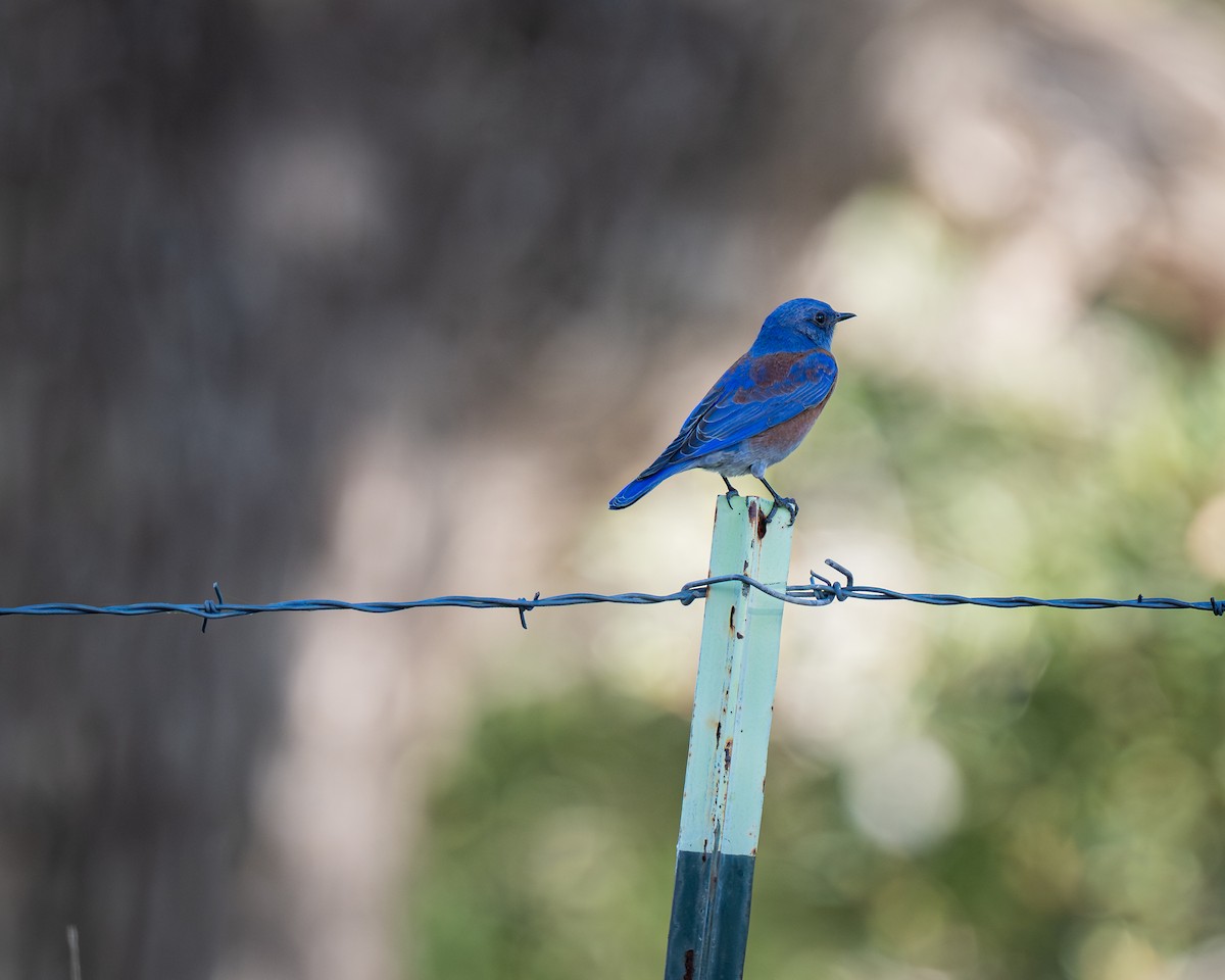 Western Bluebird - ML647391877
