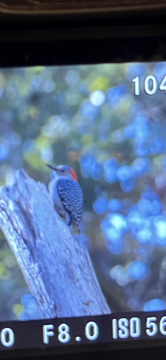 Red-bellied Woodpecker - ML647391881