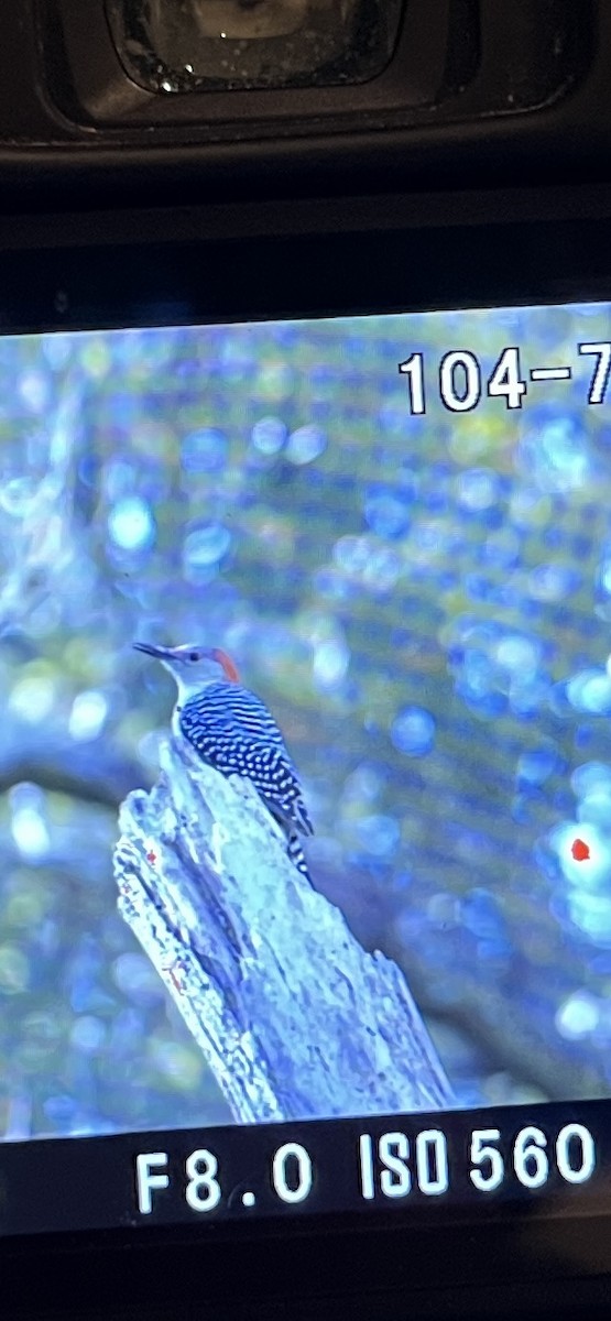 Red-bellied Woodpecker - ML647391882